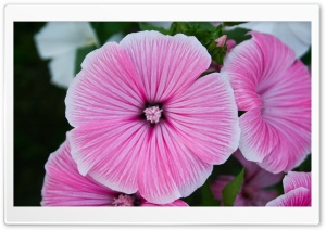 Pink Flower Close-up Ultra HD Wallpaper for 4K UHD Widescreen desktop, tablet & smartphone