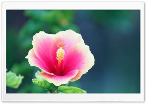 Pink Flower Macro Ultra HD Wallpaper for 4K UHD Widescreen desktop, tablet & smartphone
