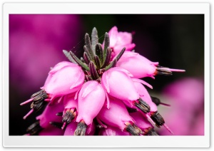 Pink Flower Macro Ultra HD Wallpaper for 4K UHD Widescreen desktop, tablet & smartphone