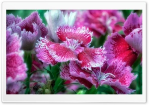 Pink Flower Macro Leaves Ultra HD Wallpaper for 4K UHD Widescreen desktop, tablet & smartphone