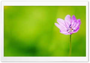 Pink Flower, Macro, Vivid Green Background Ultra HD Wallpaper for 4K UHD Widescreen desktop, tablet & smartphone