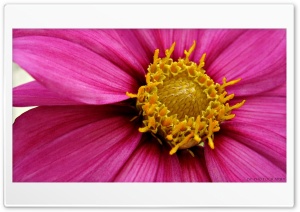 Pink Flower Macrography Ultra HD Wallpaper for 4K UHD Widescreen desktop, tablet & smartphone