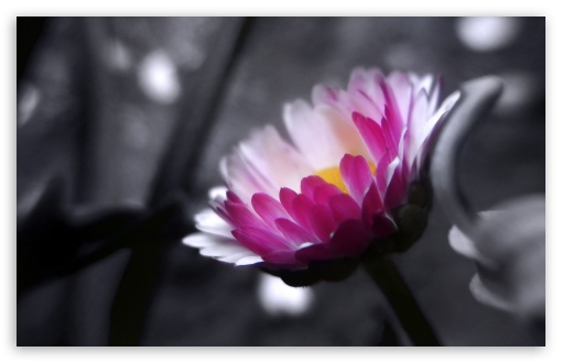 Pink Flower On Black And White Background Ultra HD Desktop Background  Wallpaper for 4K UHD TV : Tablet : Smartphone