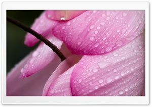 Pink Flower Petals Macro Ultra HD Wallpaper for 4K UHD Widescreen desktop, tablet & smartphone