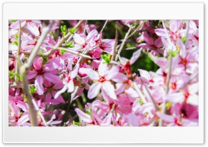 Pink Flower Photography By Amir Afghanian Ultra HD Wallpaper for 4K UHD Widescreen desktop, tablet & smartphone