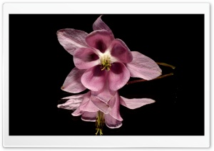 Pink Flower Reflection Ultra HD Wallpaper for 4K UHD Widescreen desktop, tablet & smartphone