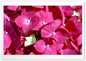 Pink Flowers Ultra HD Wallpaper for 4K UHD Widescreen desktop, tablet & smartphone