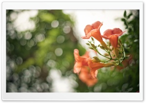 Pink Flowers Bokeh Ultra HD Wallpaper for 4K UHD Widescreen desktop, tablet & smartphone