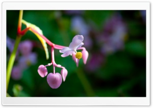 Pink Flowers Close-up Ultra HD Wallpaper for 4K UHD Widescreen desktop, tablet & smartphone