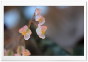 Pink Flowers Macro Ultra HD Wallpaper for 4K UHD Widescreen desktop, tablet & smartphone
