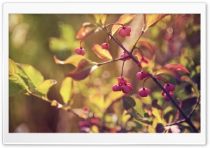 Pink Fruits Ultra HD Wallpaper for 4K UHD Widescreen desktop, tablet & smartphone