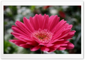 Pink Gerbera Ultra HD Wallpaper for 4K UHD Widescreen desktop, tablet & smartphone
