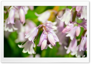 Pink Hanging Blooms Ultra HD Wallpaper for 4K UHD Widescreen desktop, tablet & smartphone