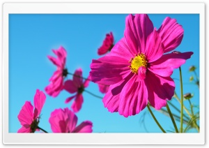 Pink Happiness Ultra HD Wallpaper for 4K UHD Widescreen desktop, tablet & smartphone