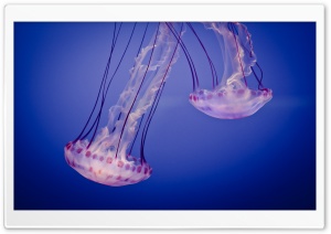 Pink Jellyfish Ultra HD Wallpaper for 4K UHD Widescreen desktop, tablet & smartphone