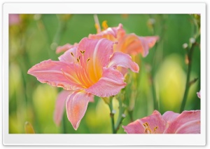 Pink Lily Green Background Ultra HD Wallpaper for 4K UHD Widescreen desktop, tablet & smartphone