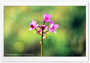 Pink Orkid Ultra HD Wallpaper for 4K UHD Widescreen desktop, tablet & smartphone