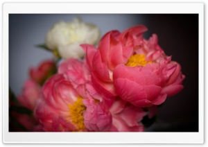 Pink Peony Ultra HD Wallpaper for 4K UHD Widescreen desktop, tablet & smartphone