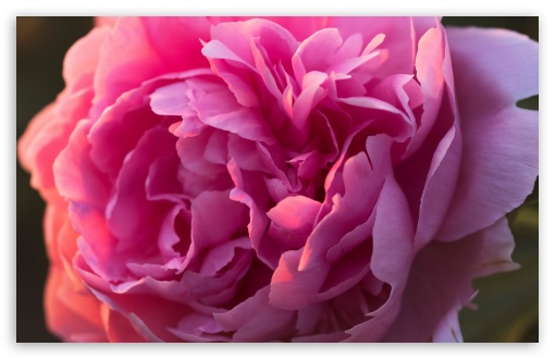 Pink Peony Flower Macro Ultra HD Desktop Background Wallpaper for 4K UHD TV  : Widescreen & UltraWide Desktop & Laptop : Multi Display, Dual Monitor :  Tablet : Smartphone