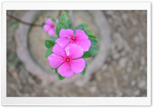 Pink Petals Ultra HD Wallpaper for 4K UHD Widescreen desktop, tablet & smartphone