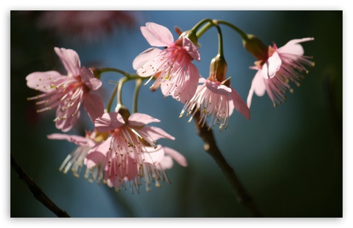 Pink PinkWild Himalayan Cherry UltraHD Wallpaper for Wide 16:10 5:3 Widescreen WHXGA WQXGA WUXGA WXGA WGA ; 8K UHD TV 16:9 Ultra High Definition 2160p 1440p 1080p 900p 720p ; Standard 4:3 5:4 3:2 Fullscreen UXGA XGA SVGA QSXGA SXGA DVGA HVGA HQVGA ( Apple PowerBook G4 iPhone 4 3G 3GS iPod Touch ) ; Tablet 1:1 ; iPad 1/2/Mini ; Mobile 4:3 5:3 3:2 16:9 5:4 - UXGA XGA SVGA WGA DVGA HVGA HQVGA ( Apple PowerBook G4 iPhone 4 3G 3GS iPod Touch ) 2160p 1440p 1080p 900p 720p QSXGA SXGA ;