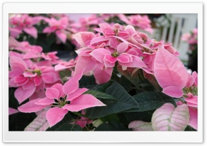 Pink Poinsettia Flowers Ultra HD Wallpaper for 4K UHD Widescreen desktop, tablet & smartphone