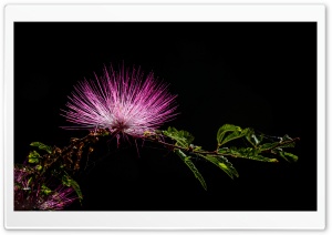 Pink Powder Puff Flower Ultra HD Wallpaper for 4K UHD Widescreen desktop, tablet & smartphone