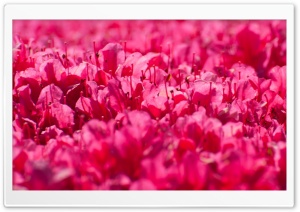 Pink Rhododendron Flowers Ultra HD Wallpaper for 4K UHD Widescreen desktop, tablet & smartphone
