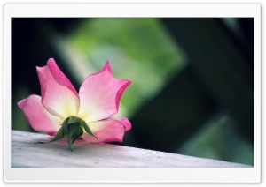 Pink Rose Ultra HD Wallpaper for 4K UHD Widescreen desktop, tablet & smartphone