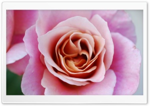 Pink Rose Flower Macro Ultra HD Wallpaper for 4K UHD Widescreen desktop, tablet & smartphone