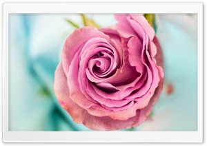 Pink Rose Macro Ultra HD Wallpaper for 4K UHD Widescreen desktop, tablet & smartphone