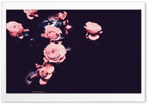 Pink Roses Ultra HD Wallpaper for 4K UHD Widescreen desktop, tablet & smartphone