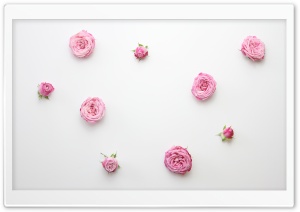 Pink Roses Arrangement Ultra HD Wallpaper for 4K UHD Widescreen desktop, tablet & smartphone
