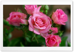 Pink Roses Branch Ultra HD Wallpaper for 4K UHD Widescreen desktop, tablet & smartphone
