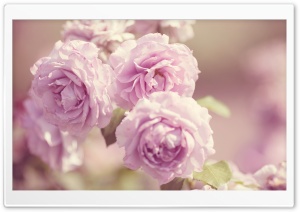 Pink Roses Vintage Ultra HD Wallpaper for 4K UHD Widescreen desktop, tablet & smartphone