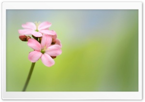 Pink Spicy Jatropha Flower Ultra HD Wallpaper for 4K UHD Widescreen desktop, tablet & smartphone