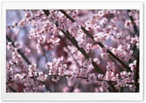 Pink Spring Ultra HD Wallpaper for 4K UHD Widescreen desktop, tablet & smartphone