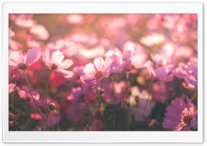 Pink Spring Colors Ultra HD Wallpaper for 4K UHD Widescreen desktop, tablet & smartphone
