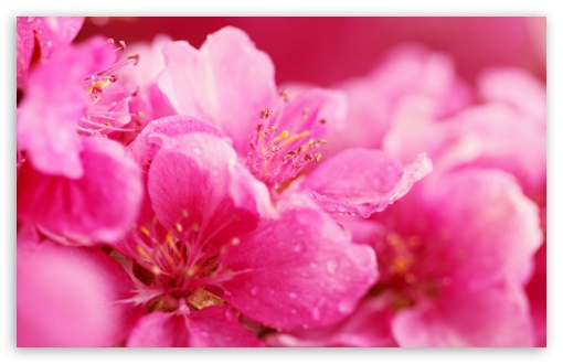 Pink Spring Flowers Ultra Hd Desktop Background Wallpaper For 4k Uhd Tv