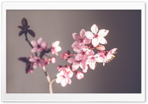 Pink Spring Flowers Ultra HD Wallpaper for 4K UHD Widescreen desktop, tablet & smartphone