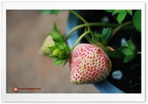 Pink Strawberry , Dalat , Vietnam Ultra HD Wallpaper for 4K UHD Widescreen desktop, tablet & smartphone