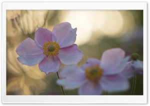 Pink Summer Flowers Ultra HD Wallpaper for 4K UHD Widescreen desktop, tablet & smartphone