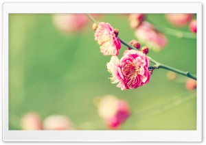 Pink Tree Blossoms Ultra HD Wallpaper for 4K UHD Widescreen desktop, tablet & smartphone