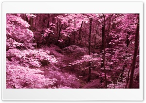 Pink Trees Ultra HD Wallpaper for 4K UHD Widescreen desktop, tablet & smartphone
