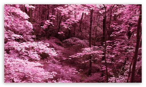 Pink Trees UltraHD Wallpaper for Mobile 5:3 3:2 16:9 - WGA DVGA HVGA HQVGA ( Apple PowerBook G4 iPhone 4 3G 3GS iPod Touch ) 2160p 1440p 1080p 900p 720p ;