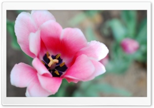 Pink Tulip Ultra HD Wallpaper for 4K UHD Widescreen desktop, tablet & smartphone