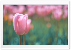 Pink Tulip Ultra HD Wallpaper for 4K UHD Widescreen desktop, tablet & smartphone