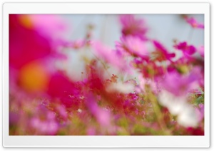 Pinkish Ultra HD Wallpaper for 4K UHD Widescreen desktop, tablet & smartphone