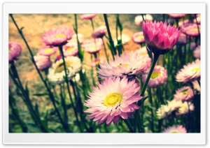 Pinks Ultra HD Wallpaper for 4K UHD Widescreen desktop, tablet & smartphone