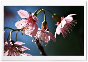 Pinky One Wild Himalayan Cherry 1 Ultra HD Wallpaper for 4K UHD Widescreen desktop, tablet & smartphone